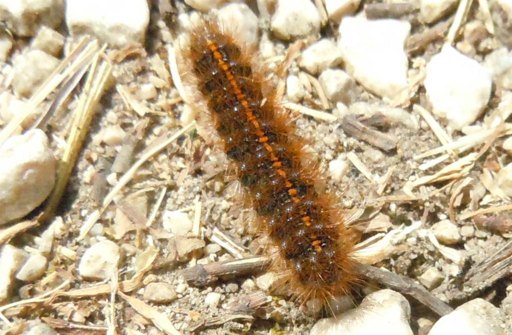 Bruco di Coscinia striata?